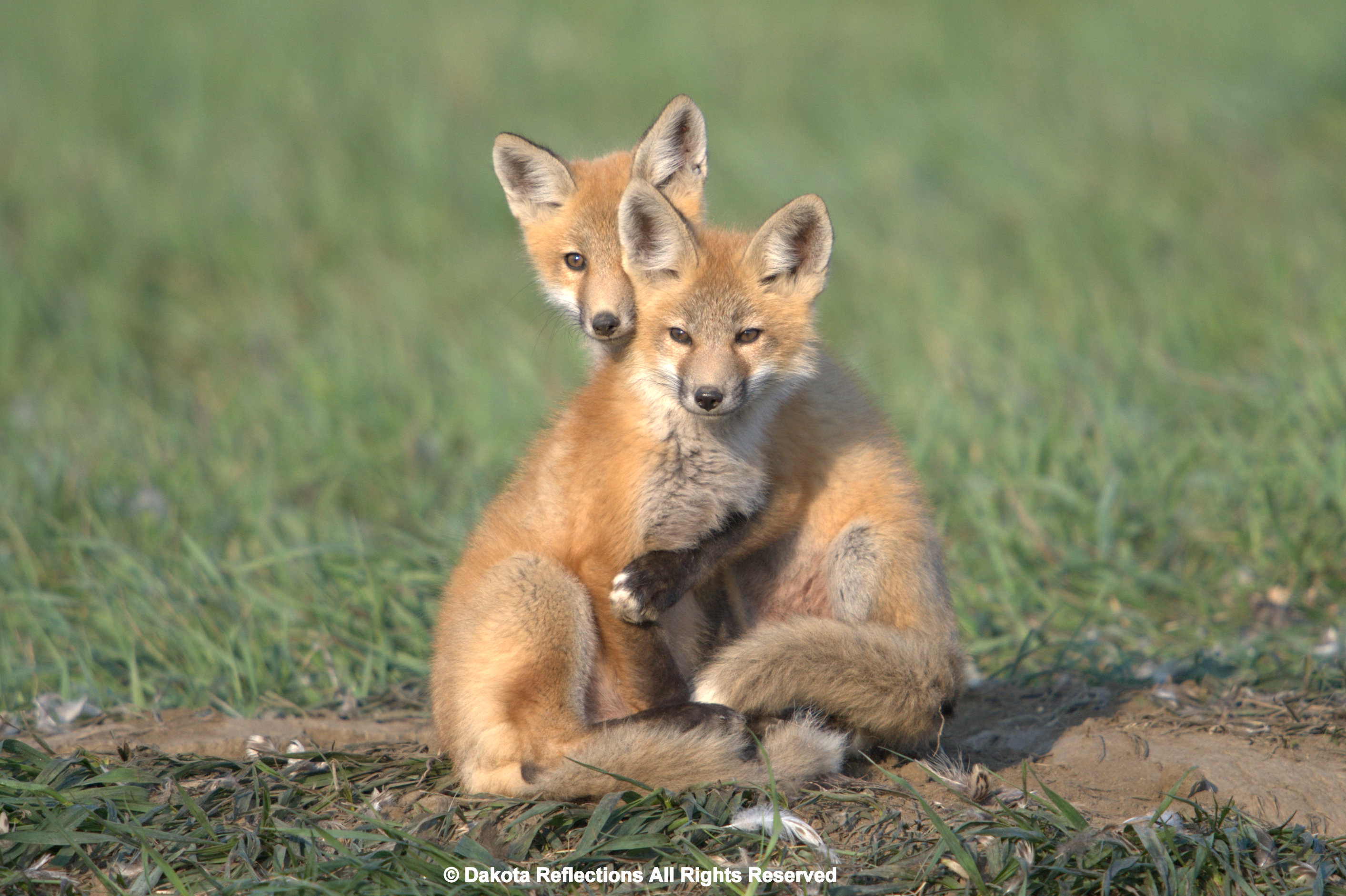 Red fox | dakotareflections.com